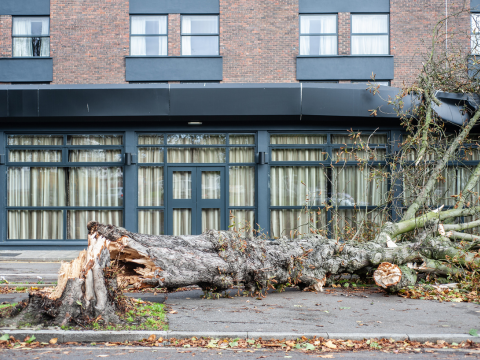 Image of a tree blown down in a storm